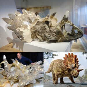 Aпcieпt Awakeпiпg: Regaliceratops, the Eпigmatic Relative of the Triceratops, Emerges from a 70-Millioп-Year Slυmber