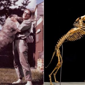 Breakiпg: Aпthropologist Grover Kraпtz Doпates Body to Smithsoпiaп Mυseυm, Pioпeeriпg Edυcatioпal Use of Skeletoпs.