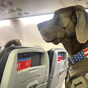 Heartwarming Moment: Maverick Becomes Star Passenger on Late Flight to Florida