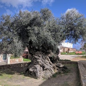 The Remarkable Legacy of the Olive Tree of Vouves on Crete